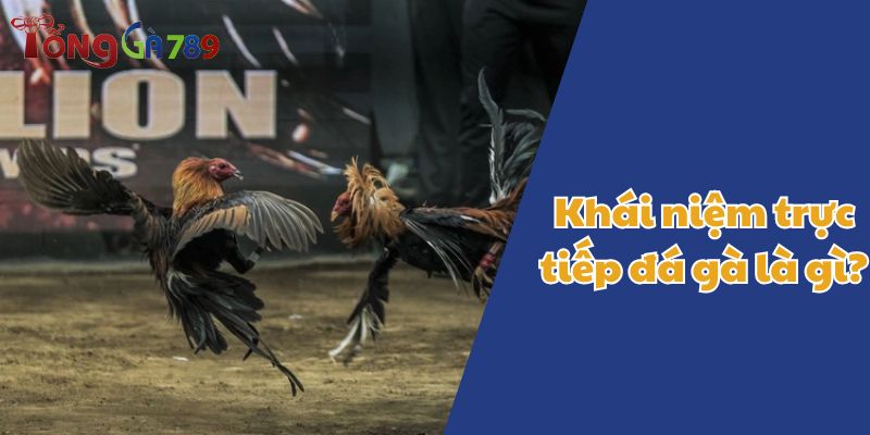 trực tiếp đá gà