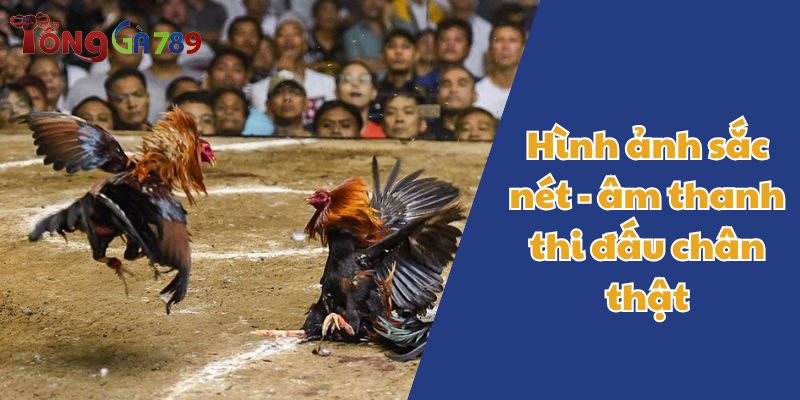 trực tiếp đá gà
