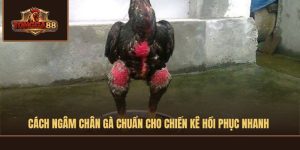cách ngâm chân gà chọi