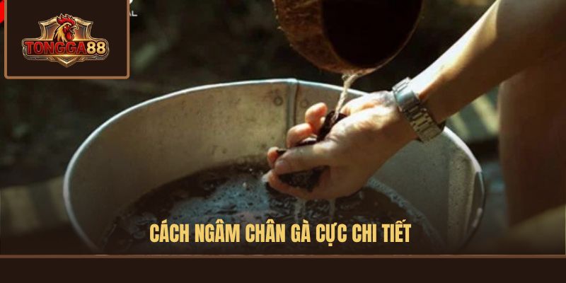 cách ngâm chân gà chọi