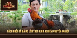cách nuôi gà đá bo lớn