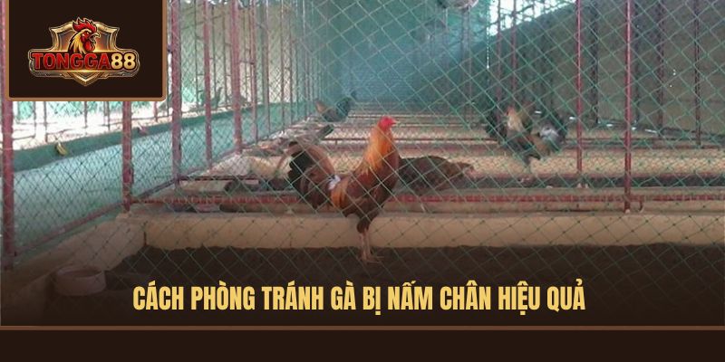 gà bị nấm chân