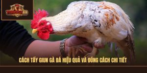 CÁCH TẨY GIUN GÀ