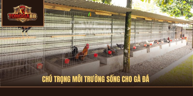 cách nuôi gà đá bo lớn