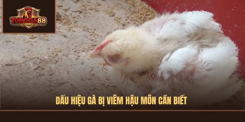 gà bị viêm hậu môn
