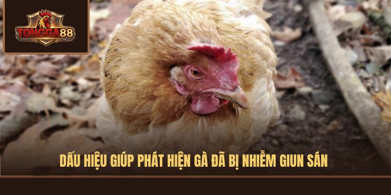 CÁCH TẨY GIUN GÀ