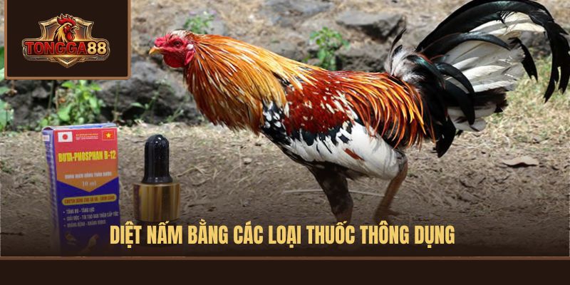 gà bị nấm chân