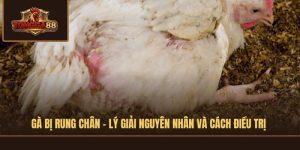 gà bị rung chân