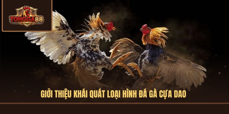 đá gà cựa dao