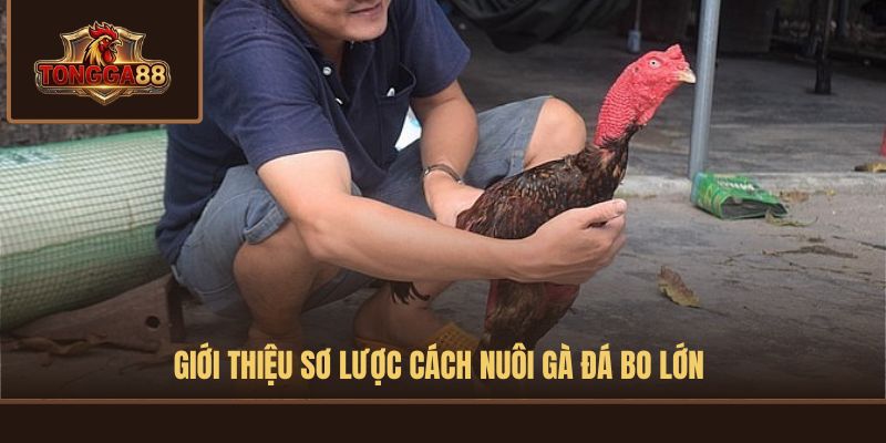 cách nuôi gà đá bo lớn