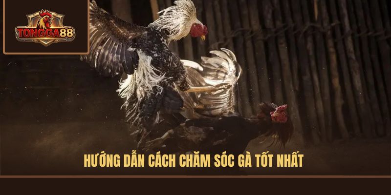 cách nuôi gà đá
