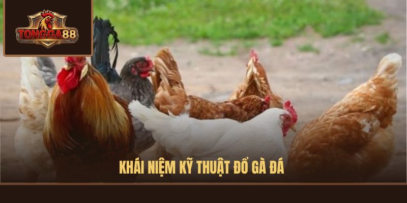KỸ THUẬT ĐỔ GÀ ĐÁ
