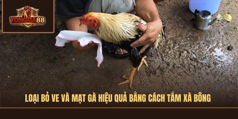 cách tắm gà đá