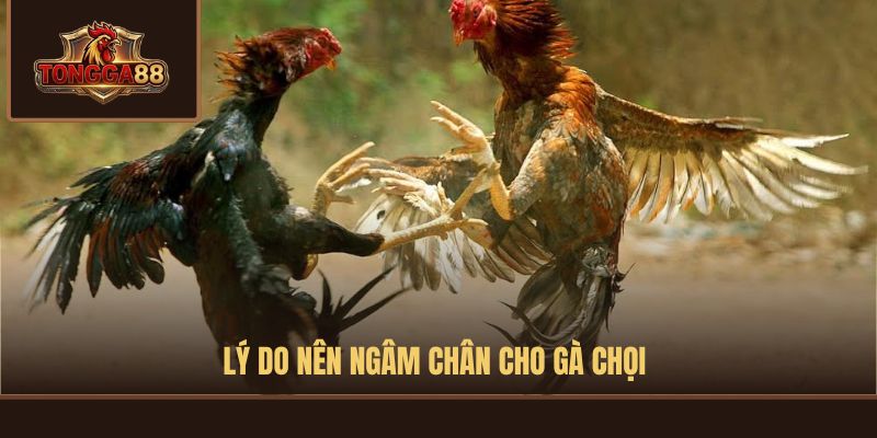 cách ngâm chân gà chọi