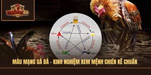 màu mạng gà đá