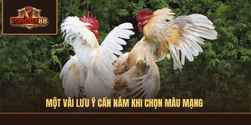 màu mạng gà đá