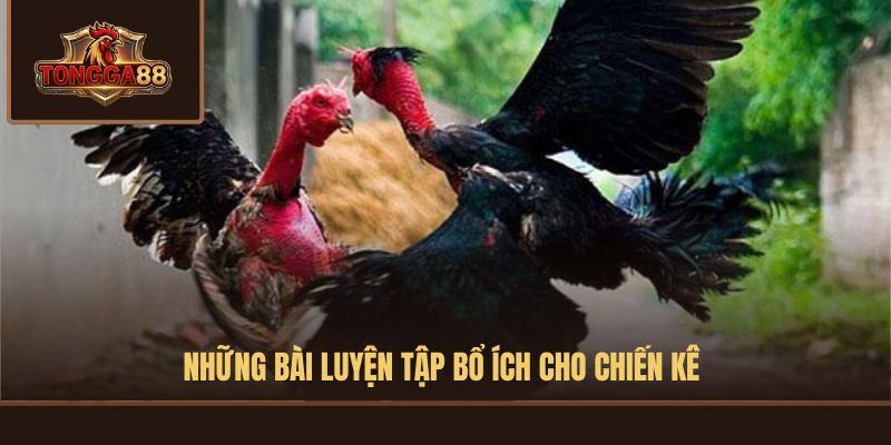 cách nuôi gà đá