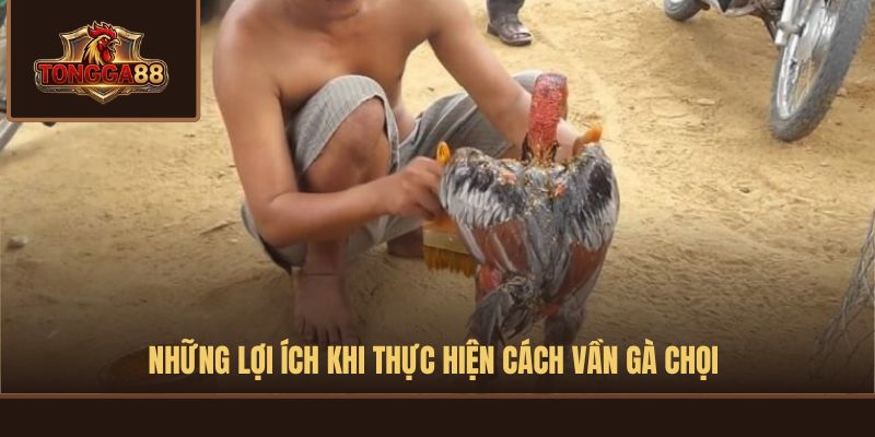 cách vần gà chọi