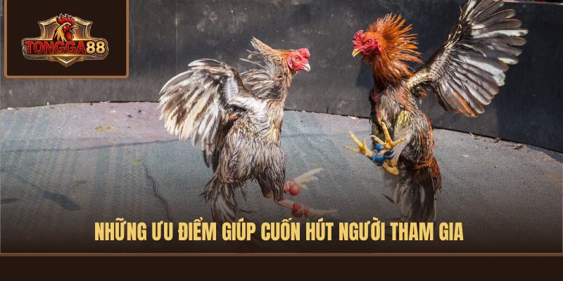 đá gà xà xía