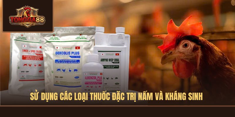 gà bị viêm hậu môn