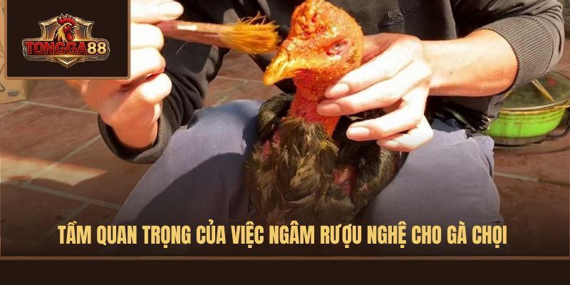 CÁCH NGÂM RƯỢU NGHỆ CHO GÀ CHỌI