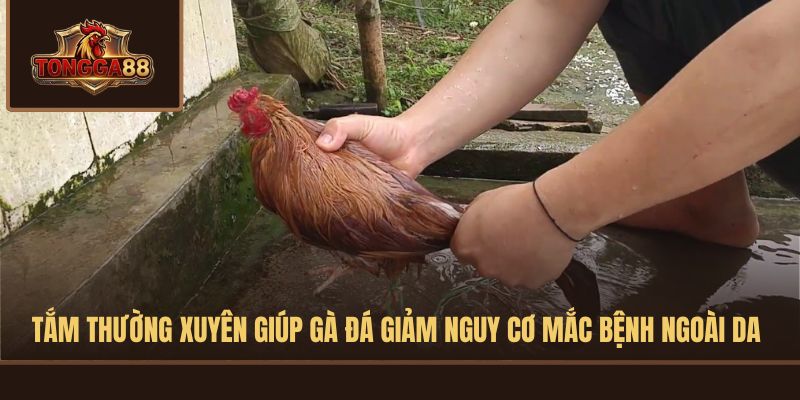 cách tắm gà đá