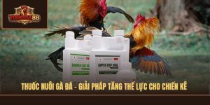 thuốc nuôi gà đá