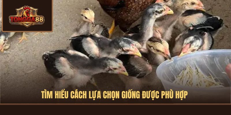 cách nuôi gà đá cựa sắt