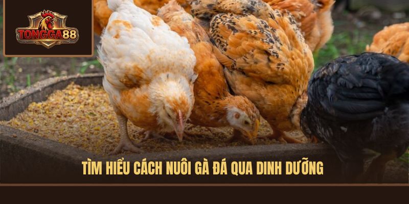 cách nuôi gà đá