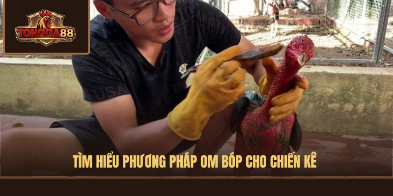 cách nuôi gà đá bo lớn