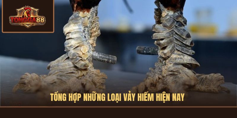 vảy gà quý
