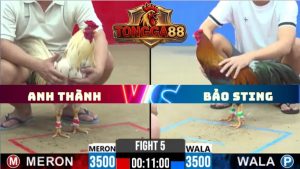 TRẬN 5 CPC2 NGÀY 22/5/2026