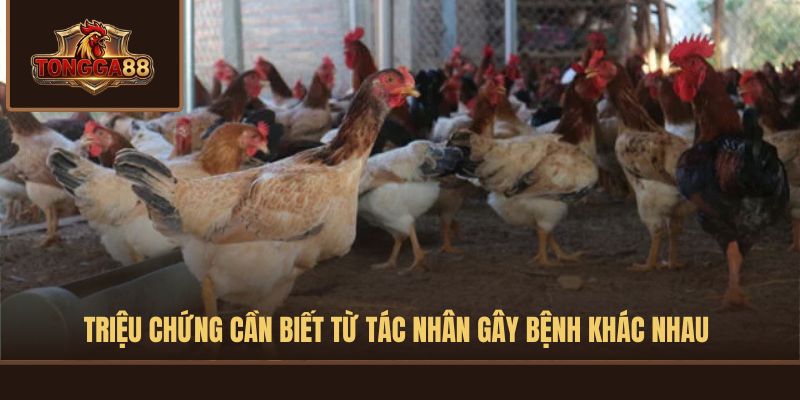 gà bị rung chân