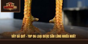 vảy gà quý