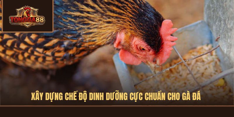 cách nuôi gà đá cựa sắt